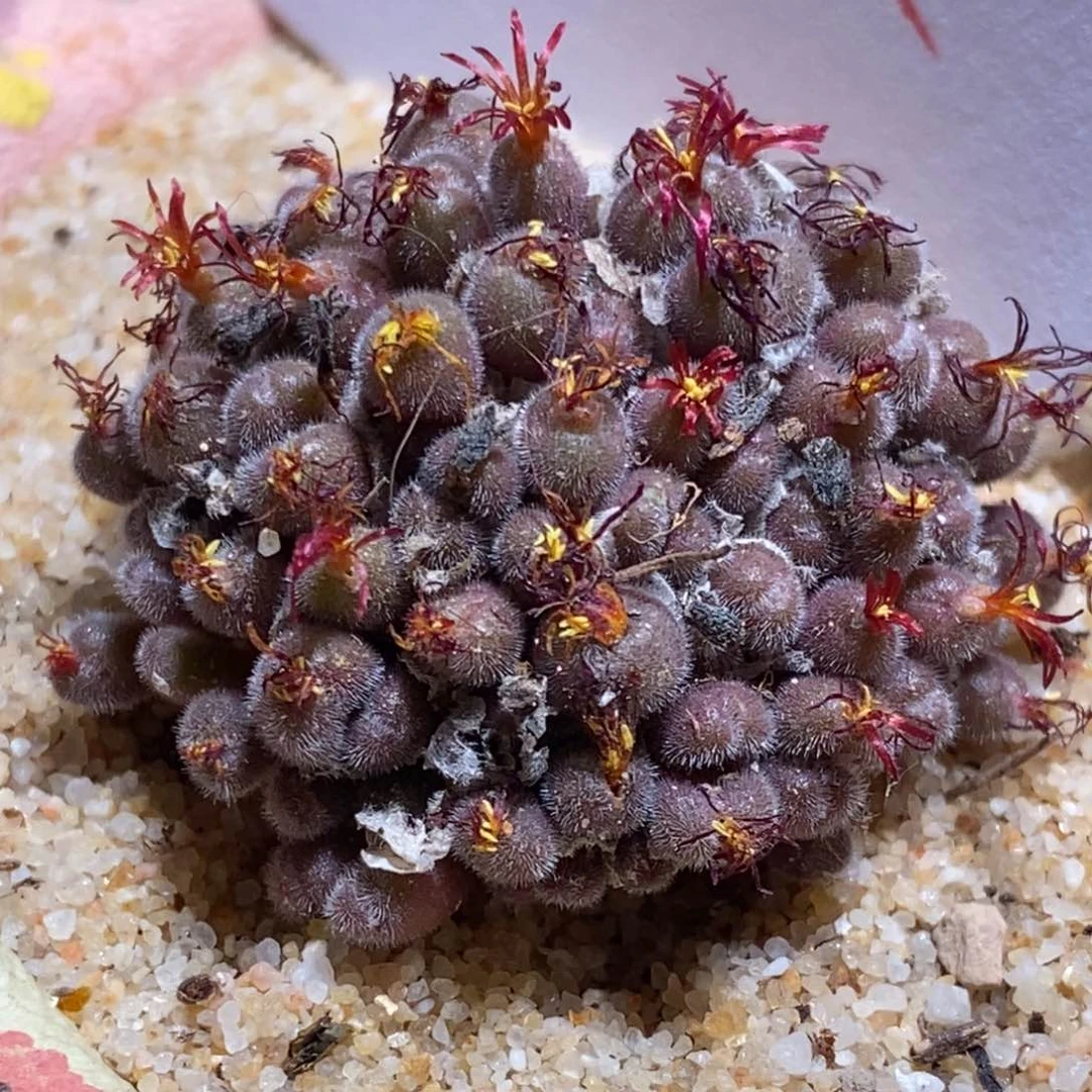 21119史蒂芬尼紫毛球。