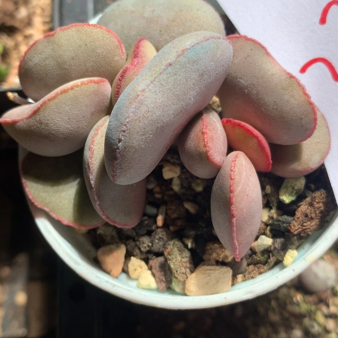 【闪购商品】2398一颗