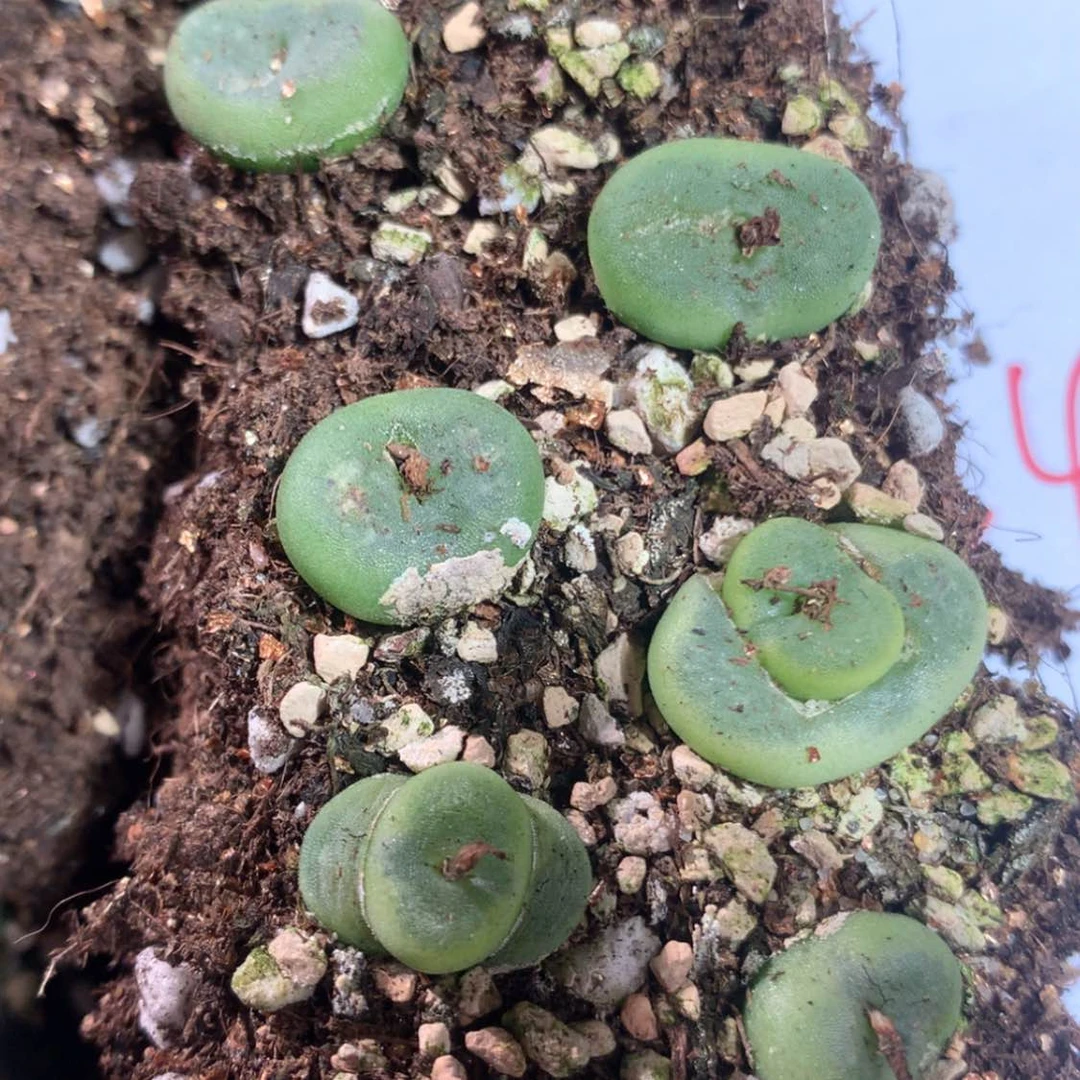 【闪购商品】24327一组