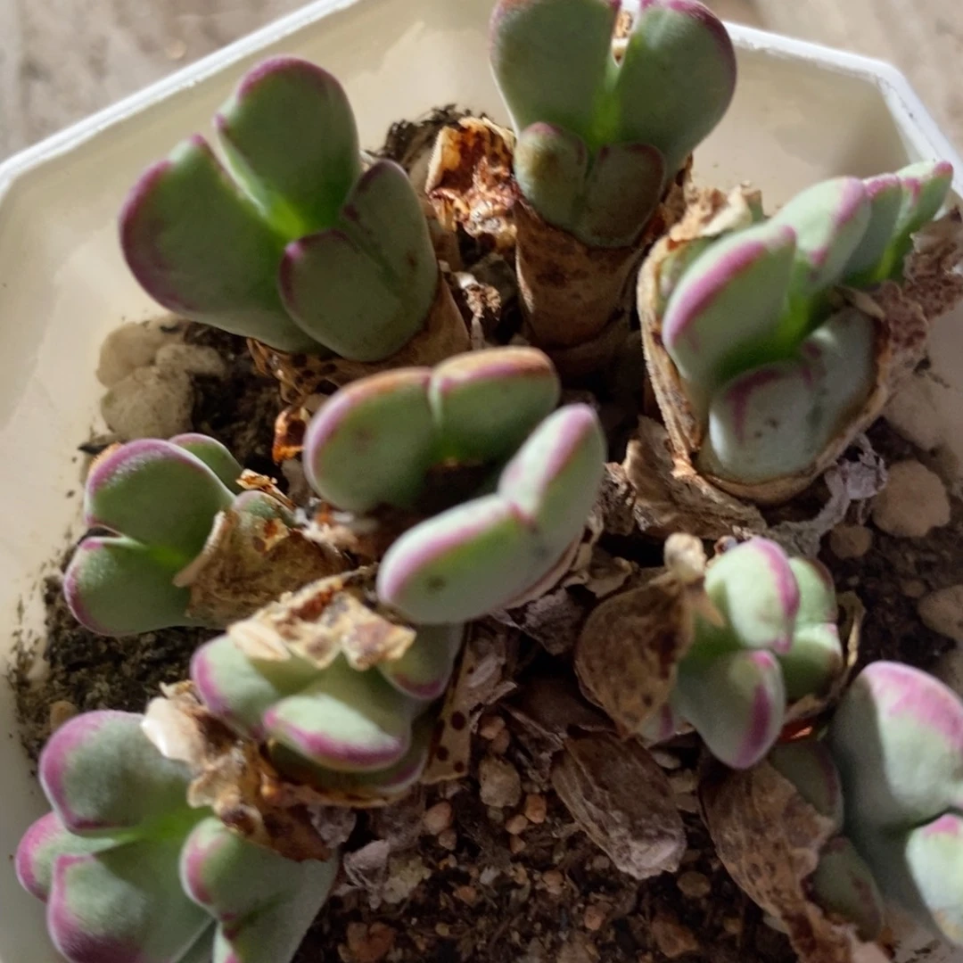 28102沙文利亚1群。