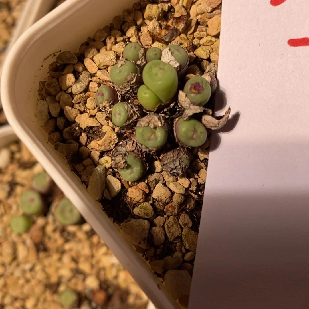 27107一群。