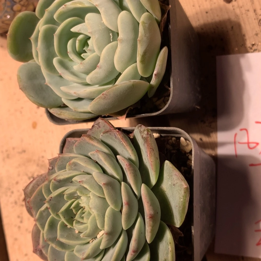 【闪购商品】18315两颗
