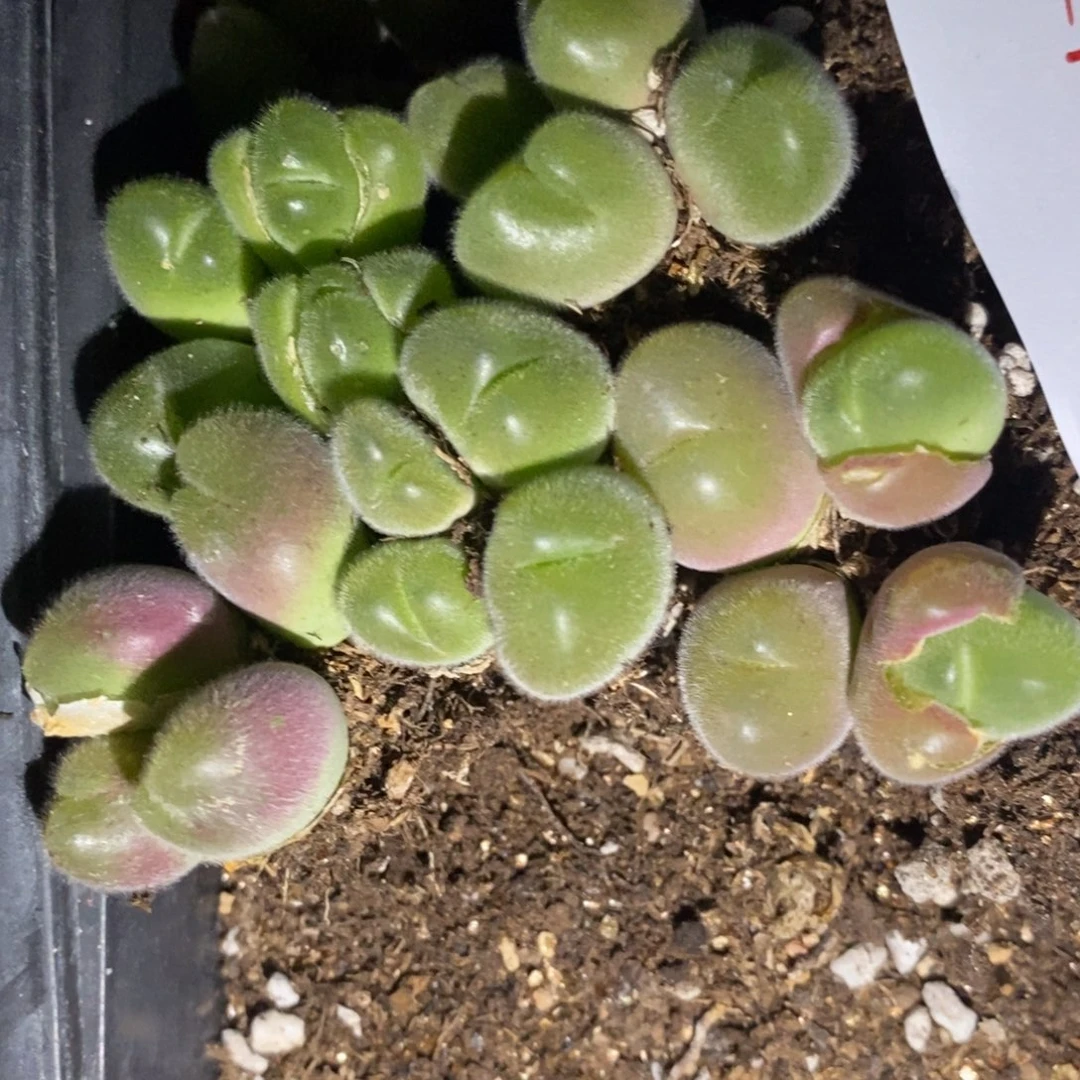 17133四头长毛毛翠滴1群。