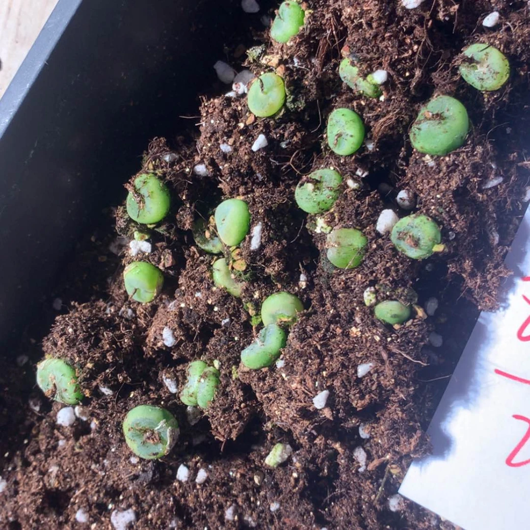 【闪购商品】8166一组