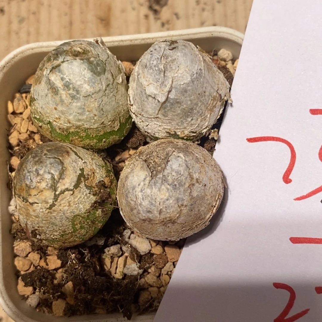23136大灯泡4颗。