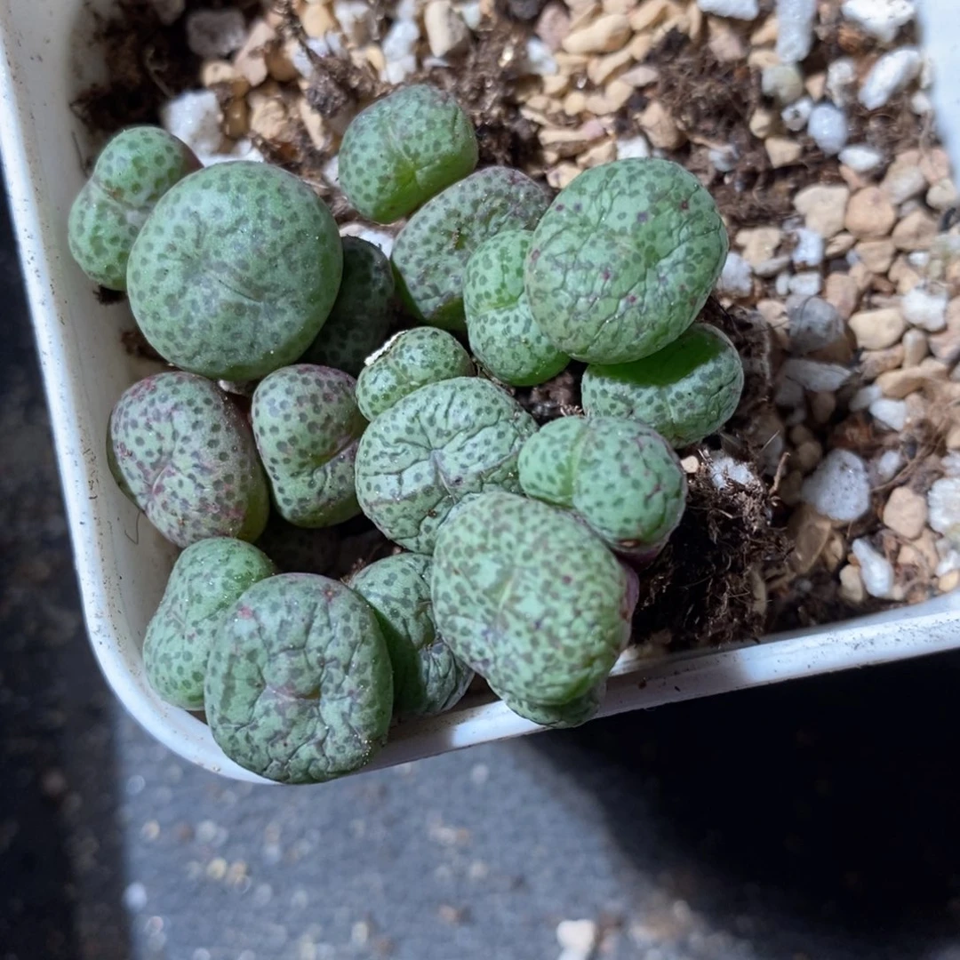 3头小金桔1颗。