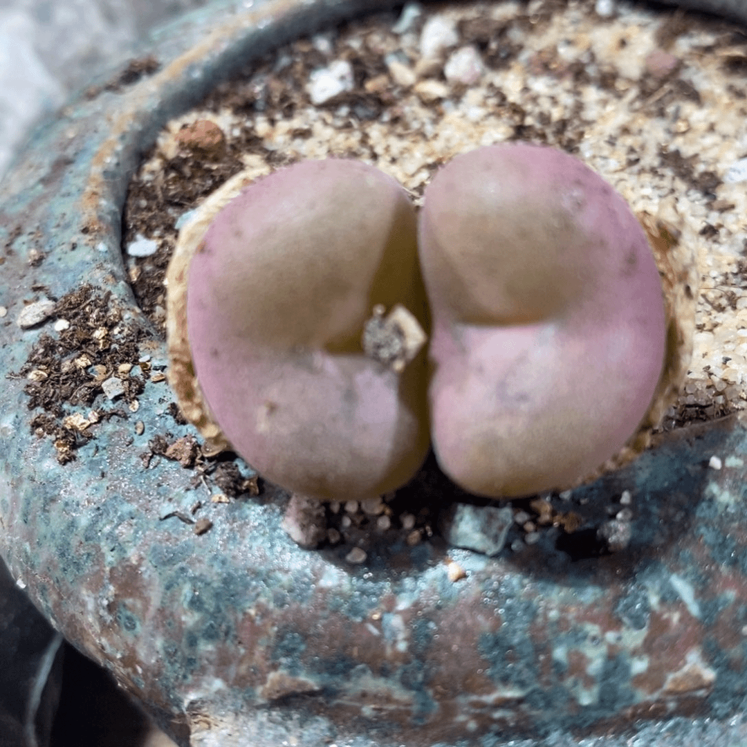 26131双头粉孔卡。