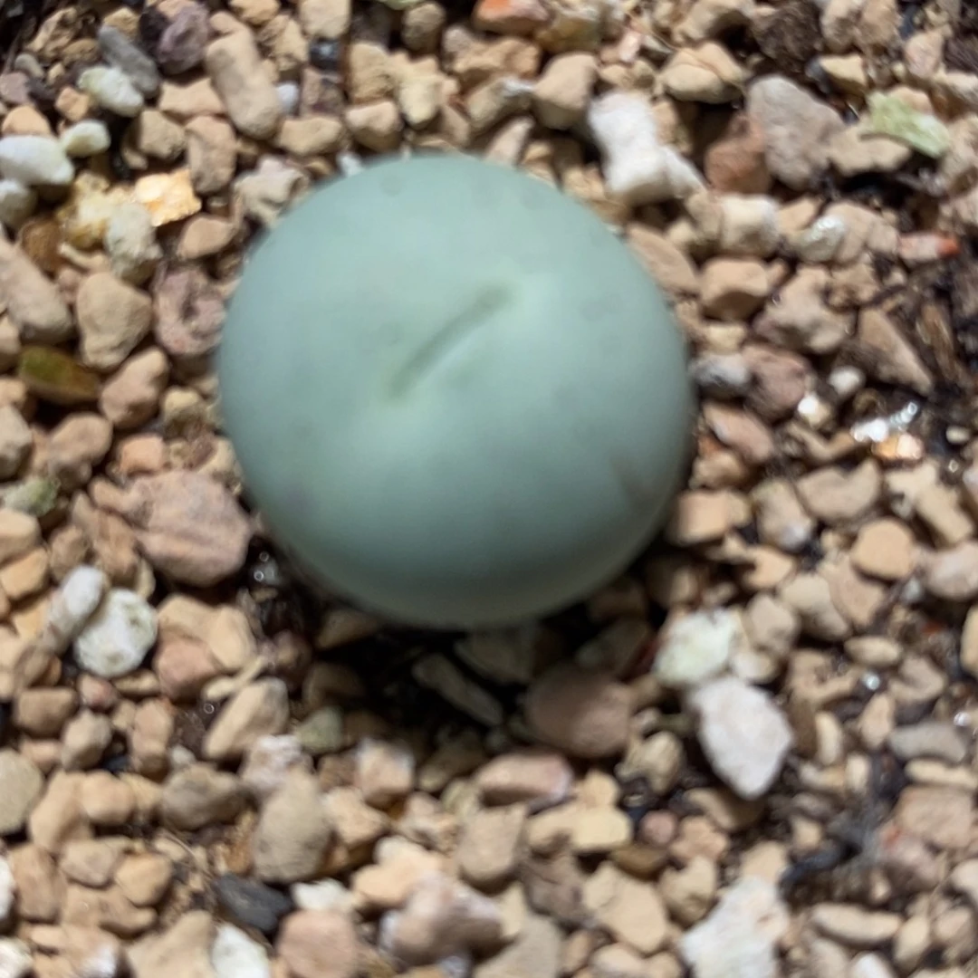 30103嘟嘟嘴鸽子蛋1颗。