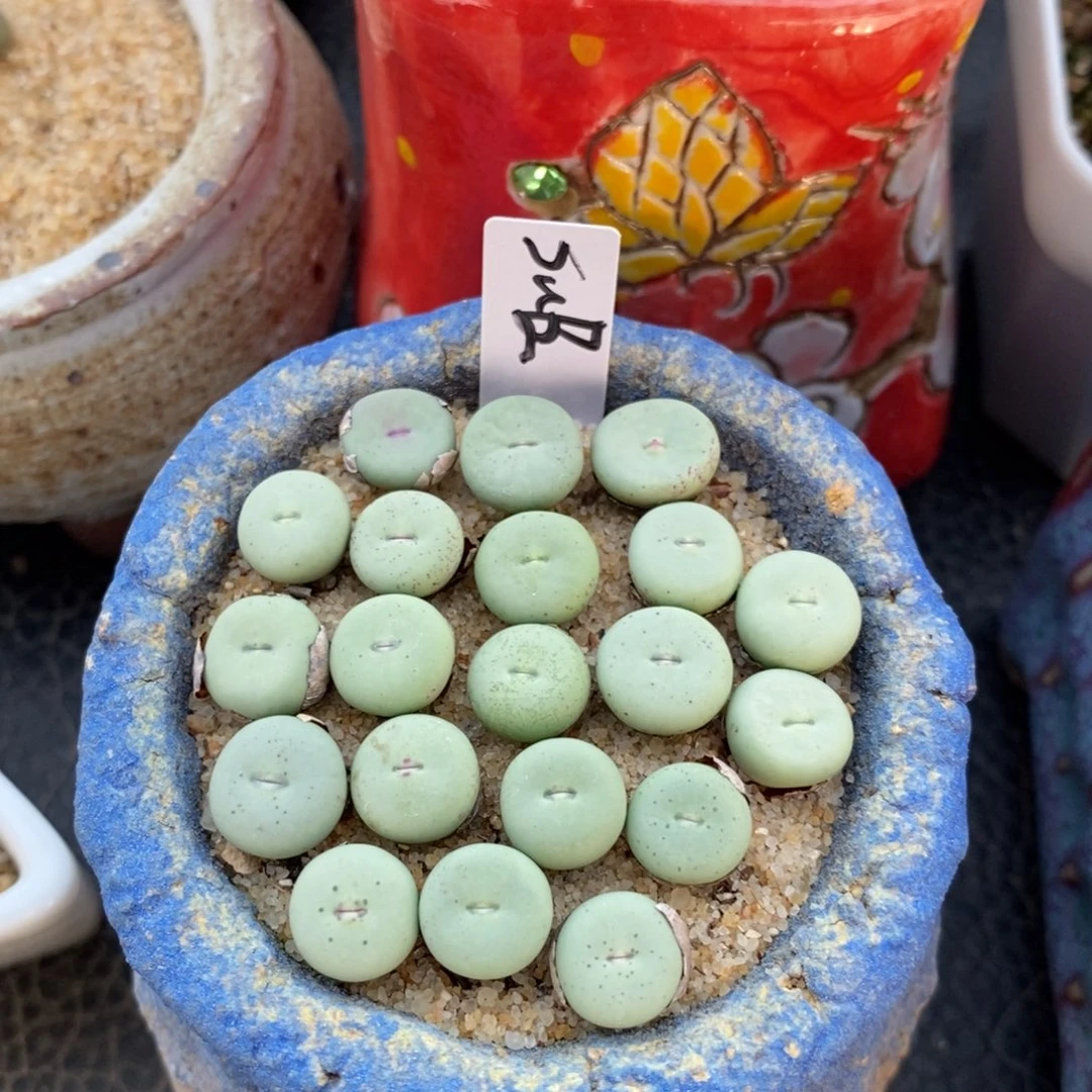 sub单头小红嘴一颗。