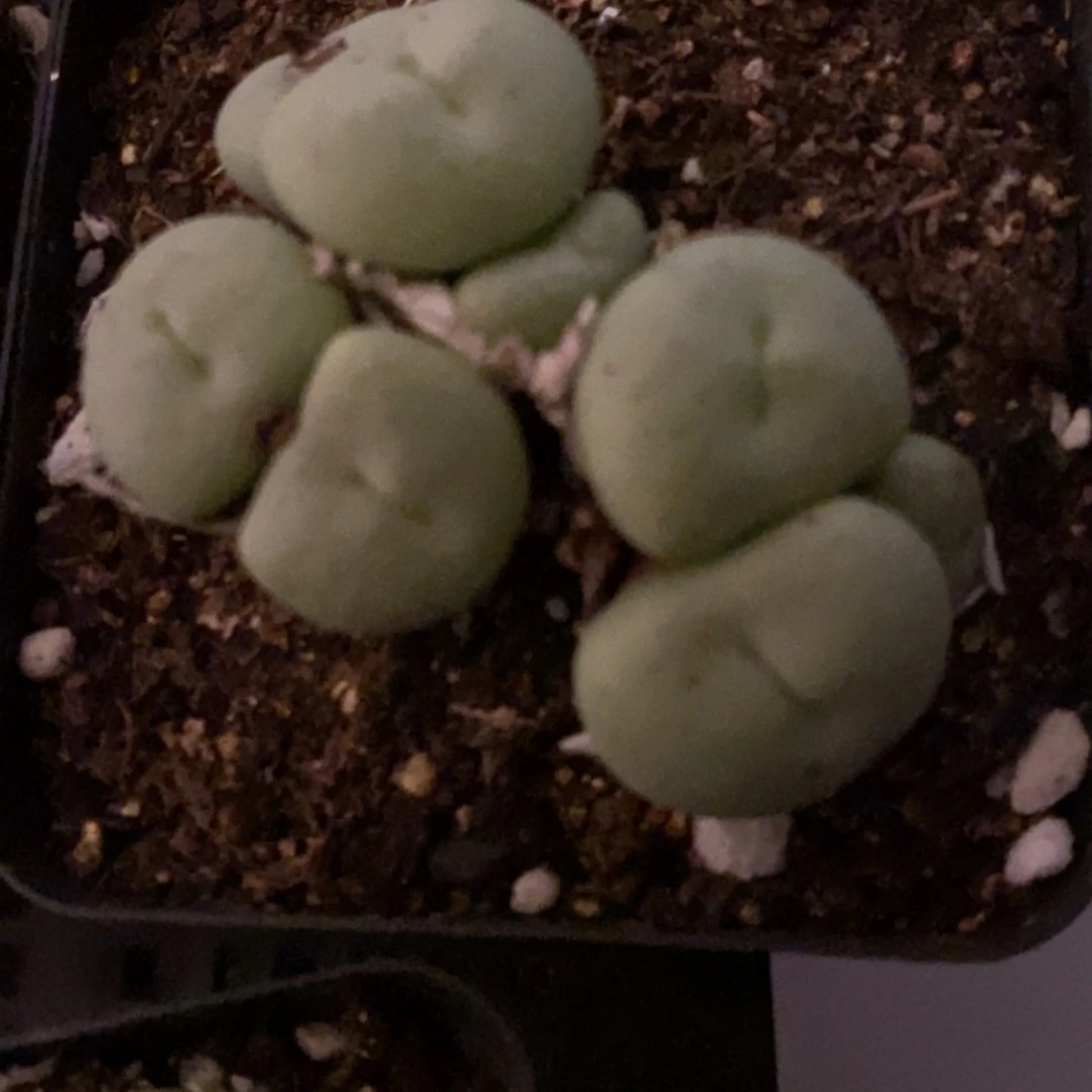 27133吕氏大饼1组。