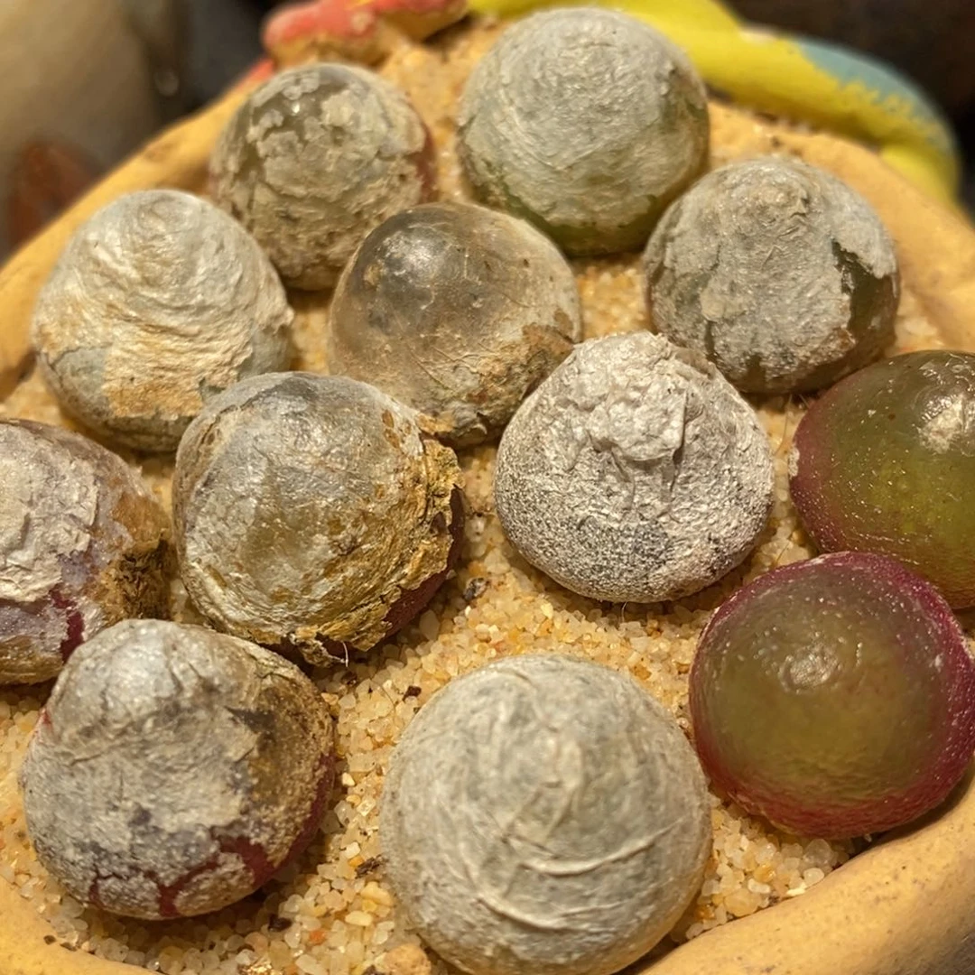 2151灯泡1颗1.3厘米以上