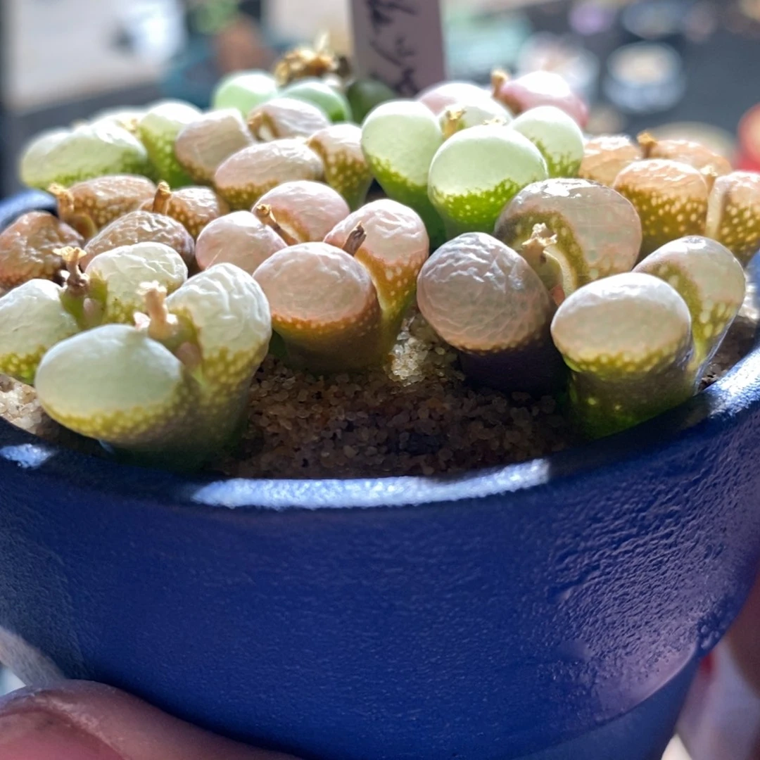 双头粉红少女风铃1颗。