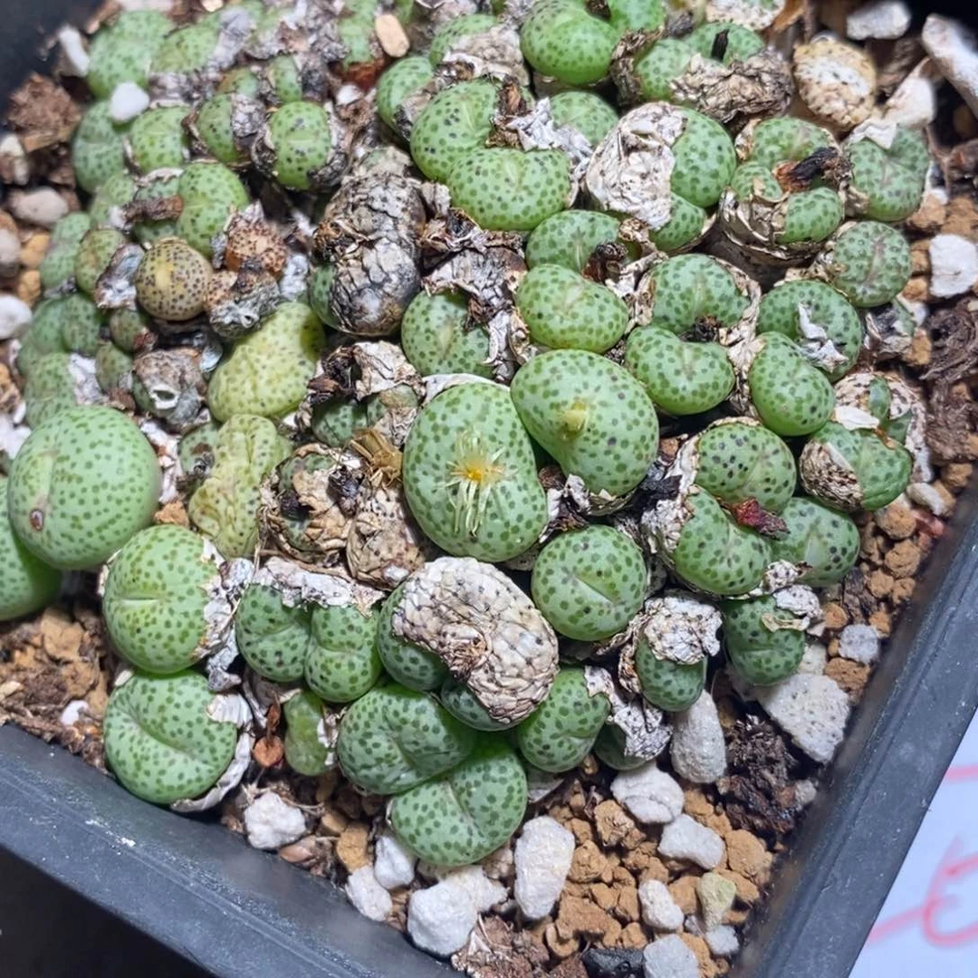 2174超大麻脸粉嘴饼。