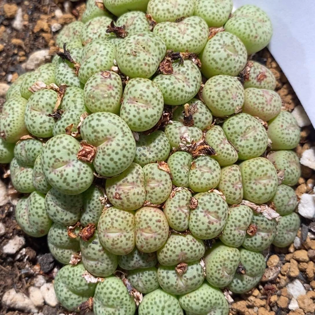 1997超大麻脸粉嘴饼。