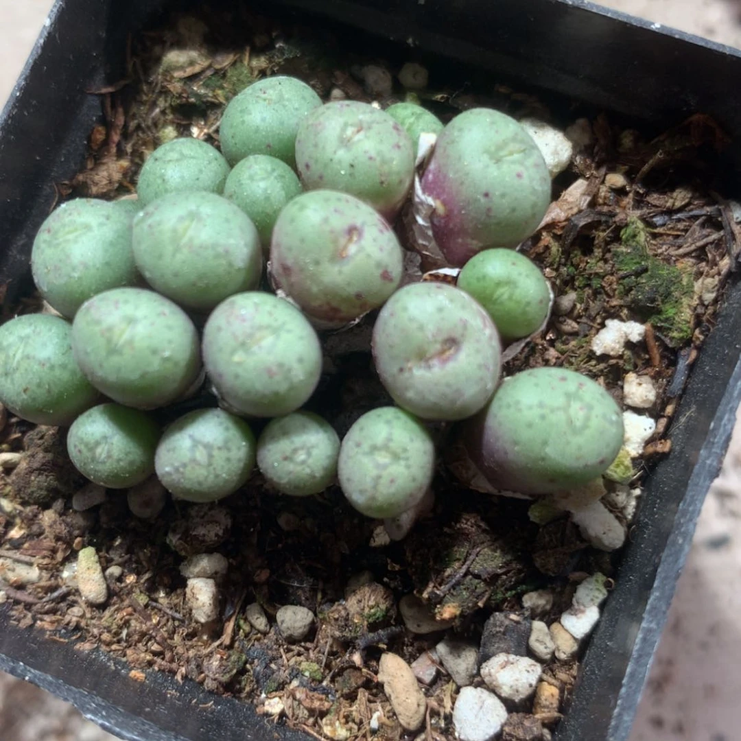 【闪购商品】 小紫豆1颗