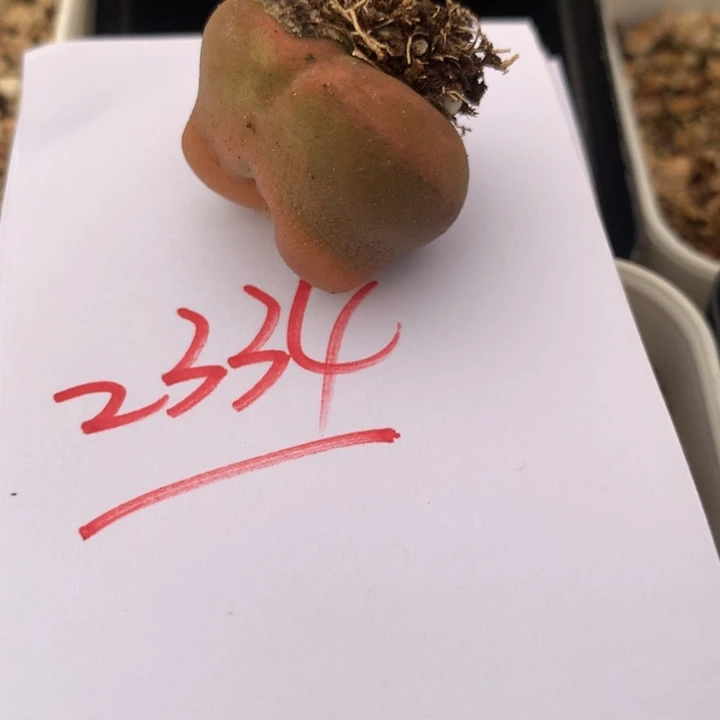 2334一个一个一个