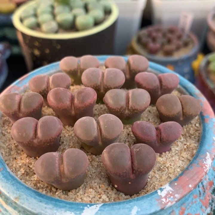 日系红网格风铃一颗 买3送1