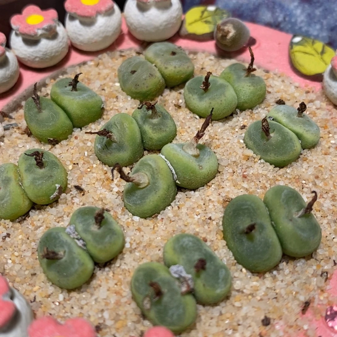 双头水晶鞋4颗。