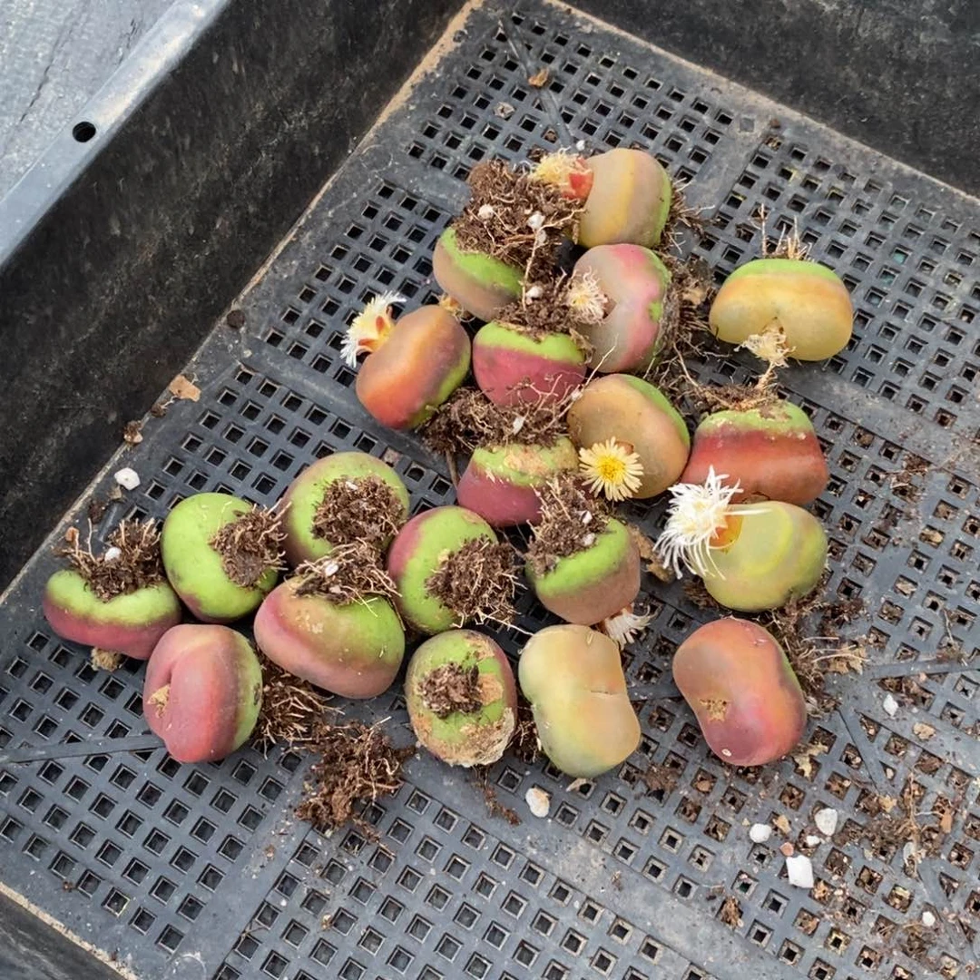 126有伤一组一组一组