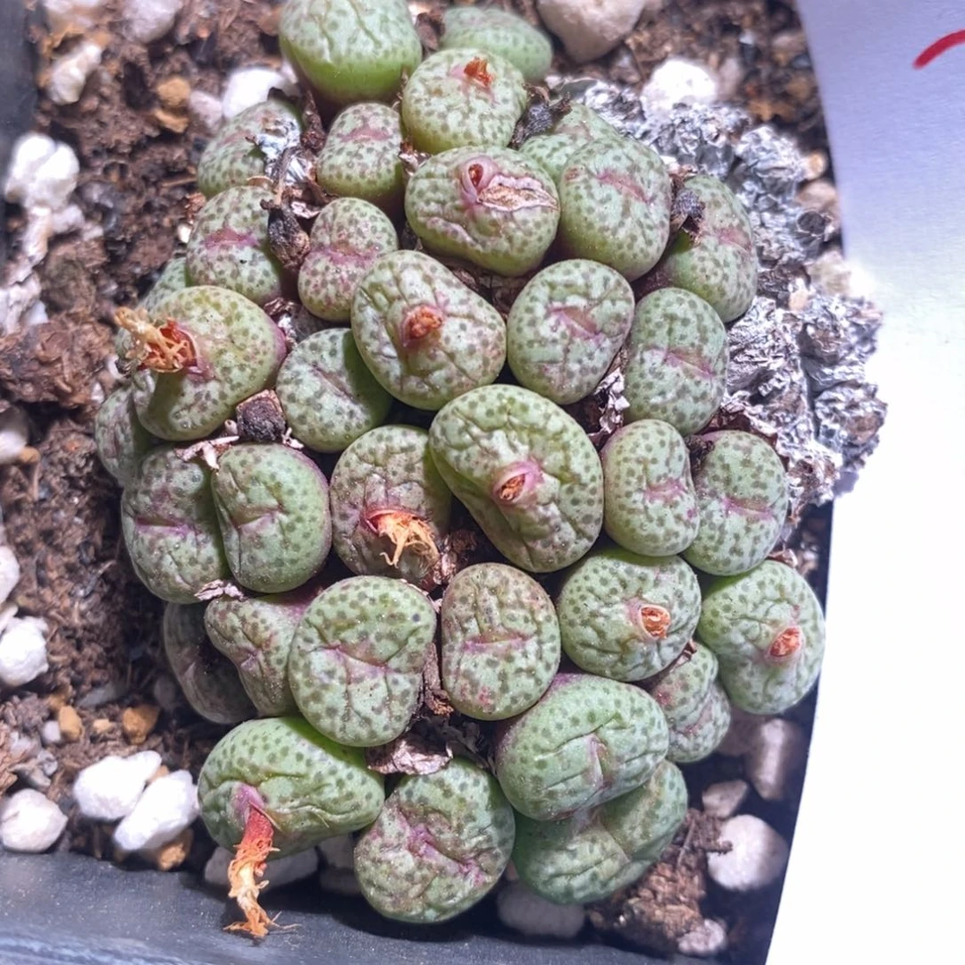 3073麻脸小红嘴。