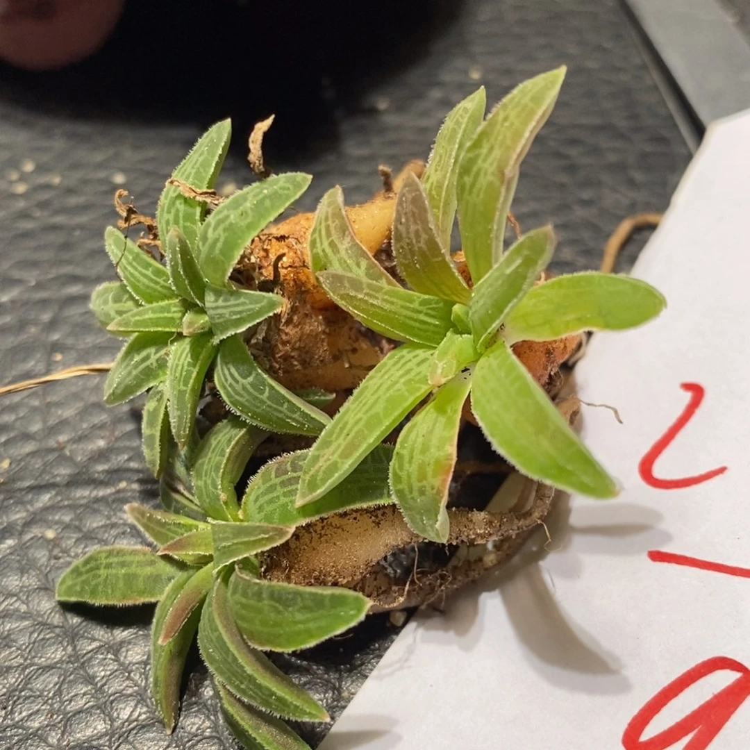 2977块根寿1颗。