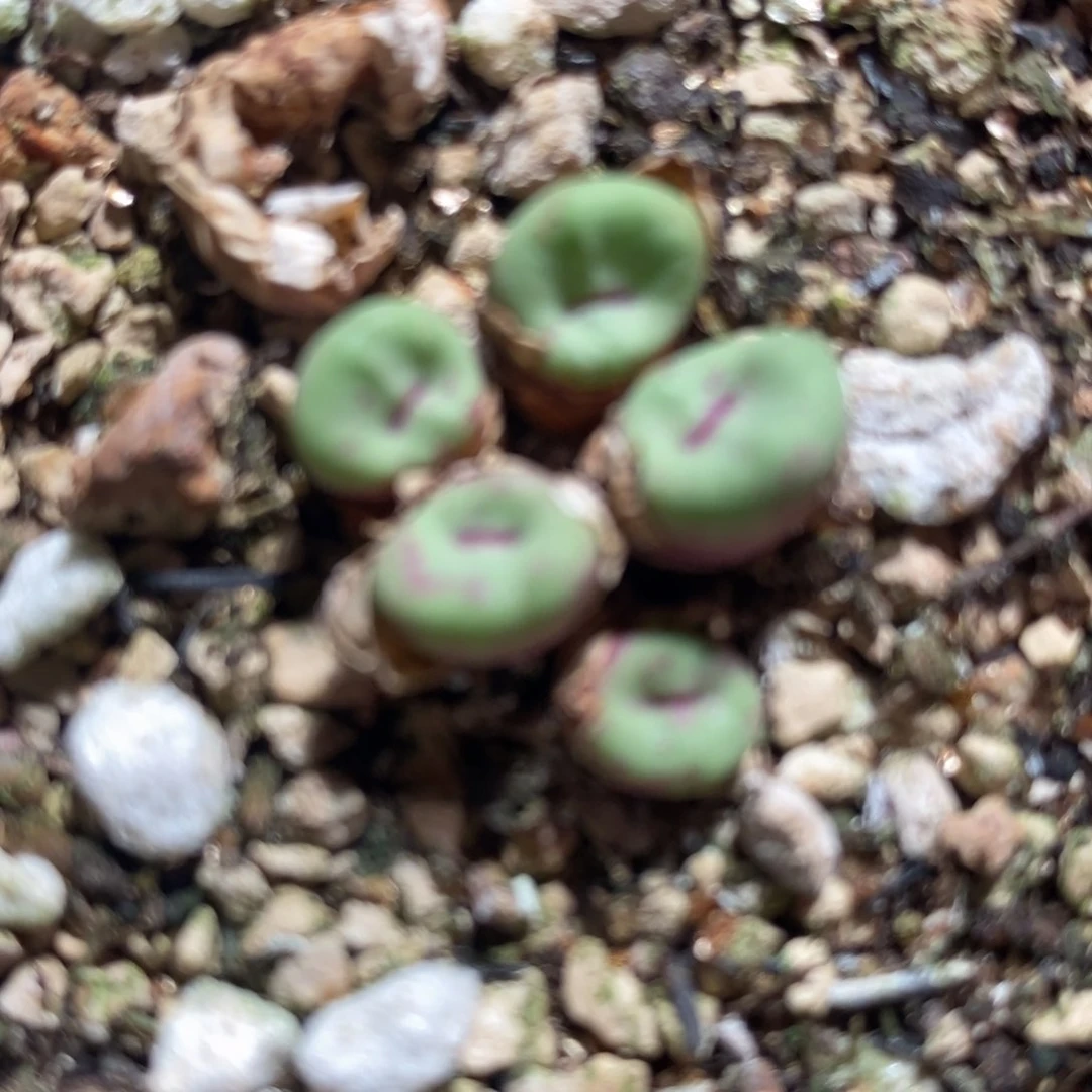 2398小红嘴1群。