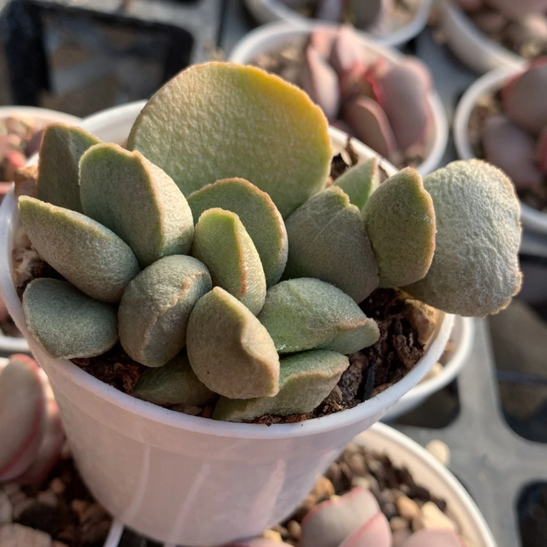 【闪购商品】24239绿磨砂