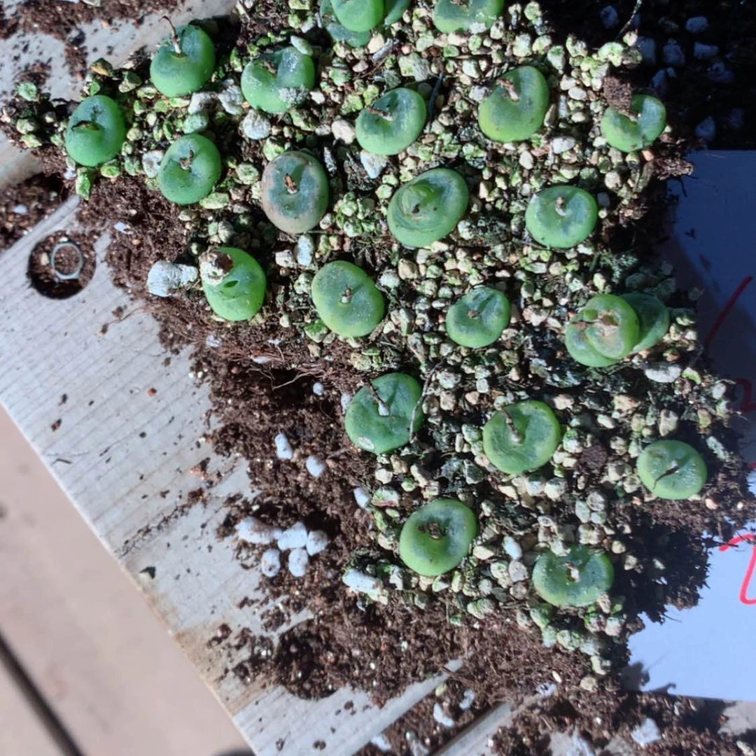 【闪购商品】6258一组