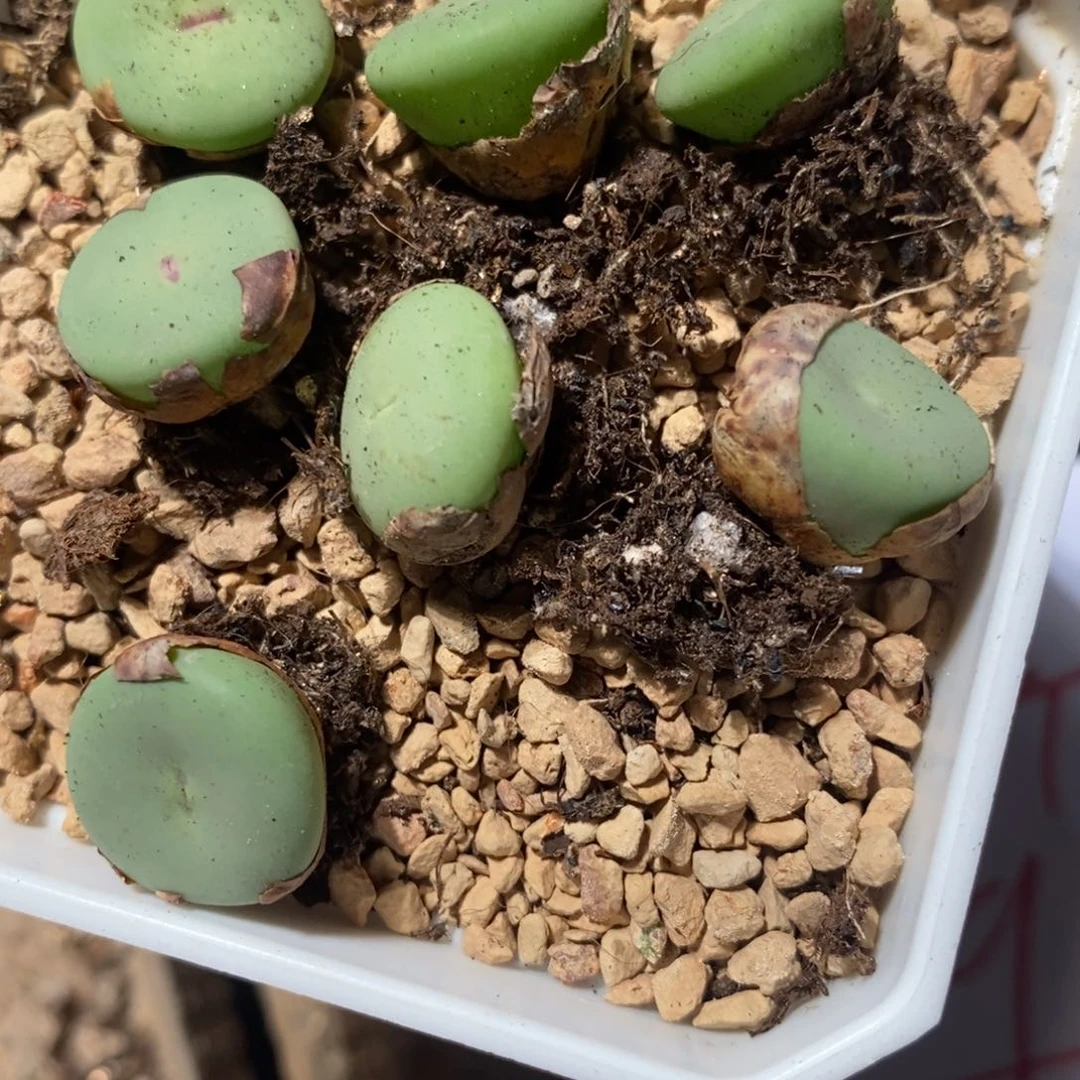 26109小红嘴1颗。