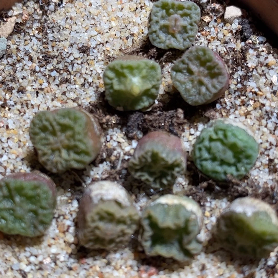 方烧1颗。
