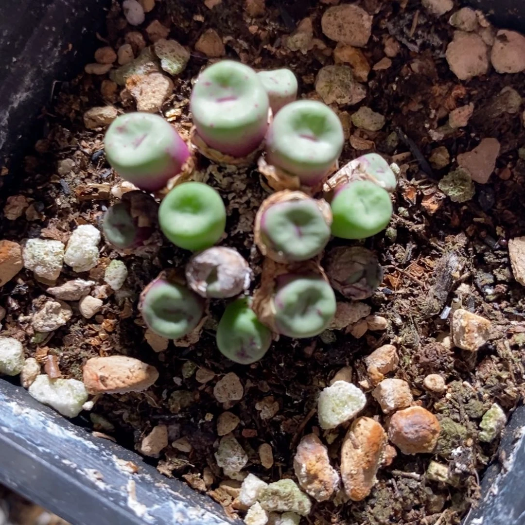 27112小红嘴1群。