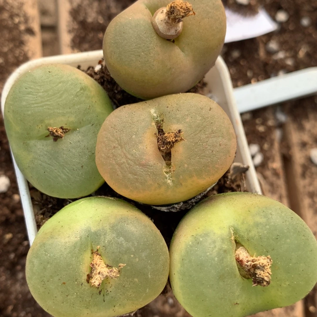 【闪购商品】30189一组