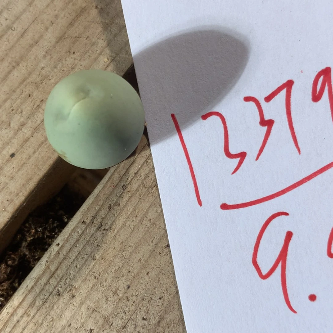 【闪购商品】13379一颗