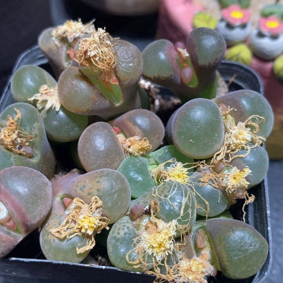 母本风铃限购1颗。