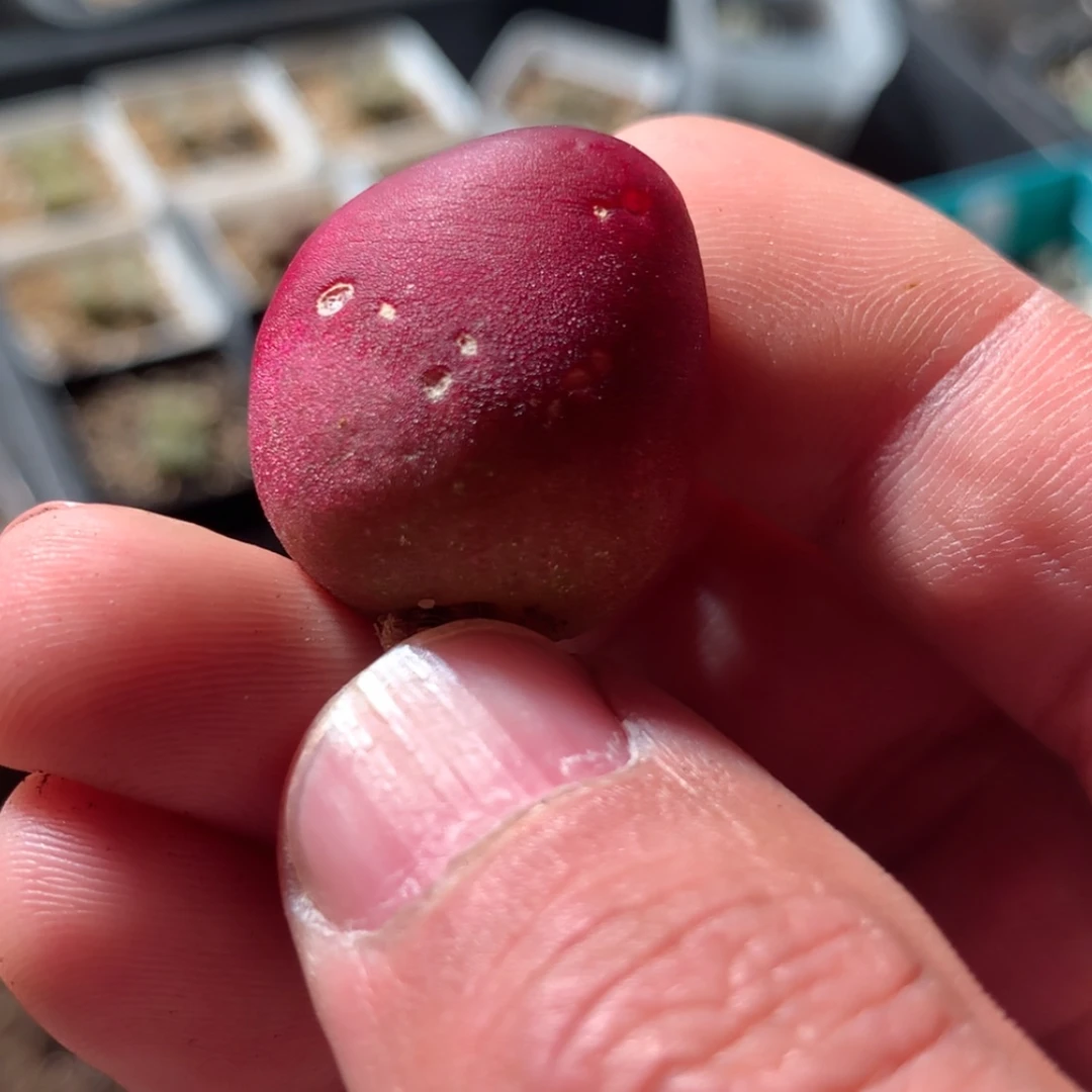 【闪购商品】31242一颗有伤