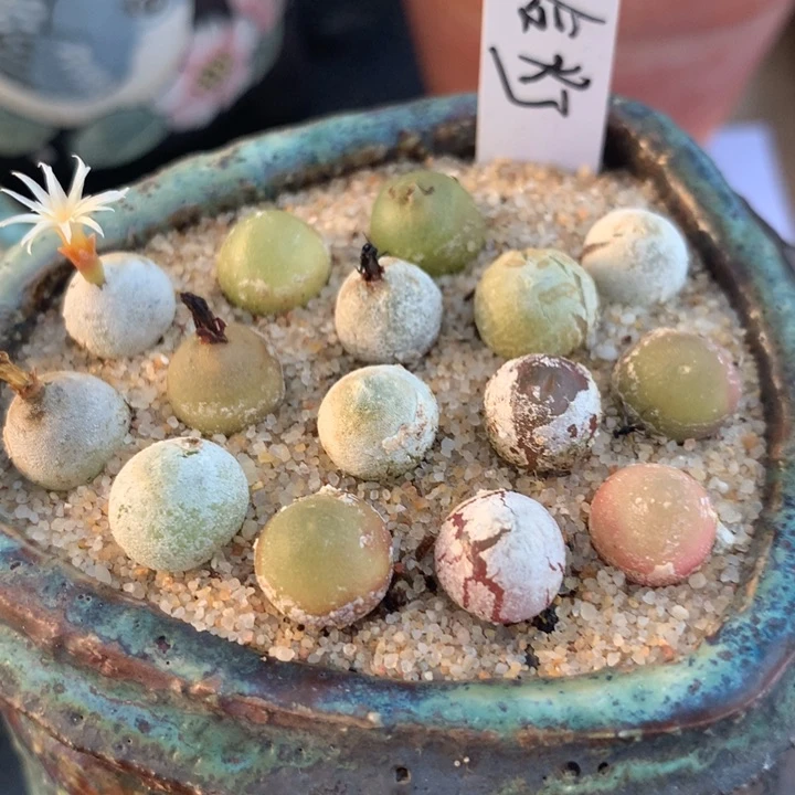 哈灯0.8-1厘米 买5送1