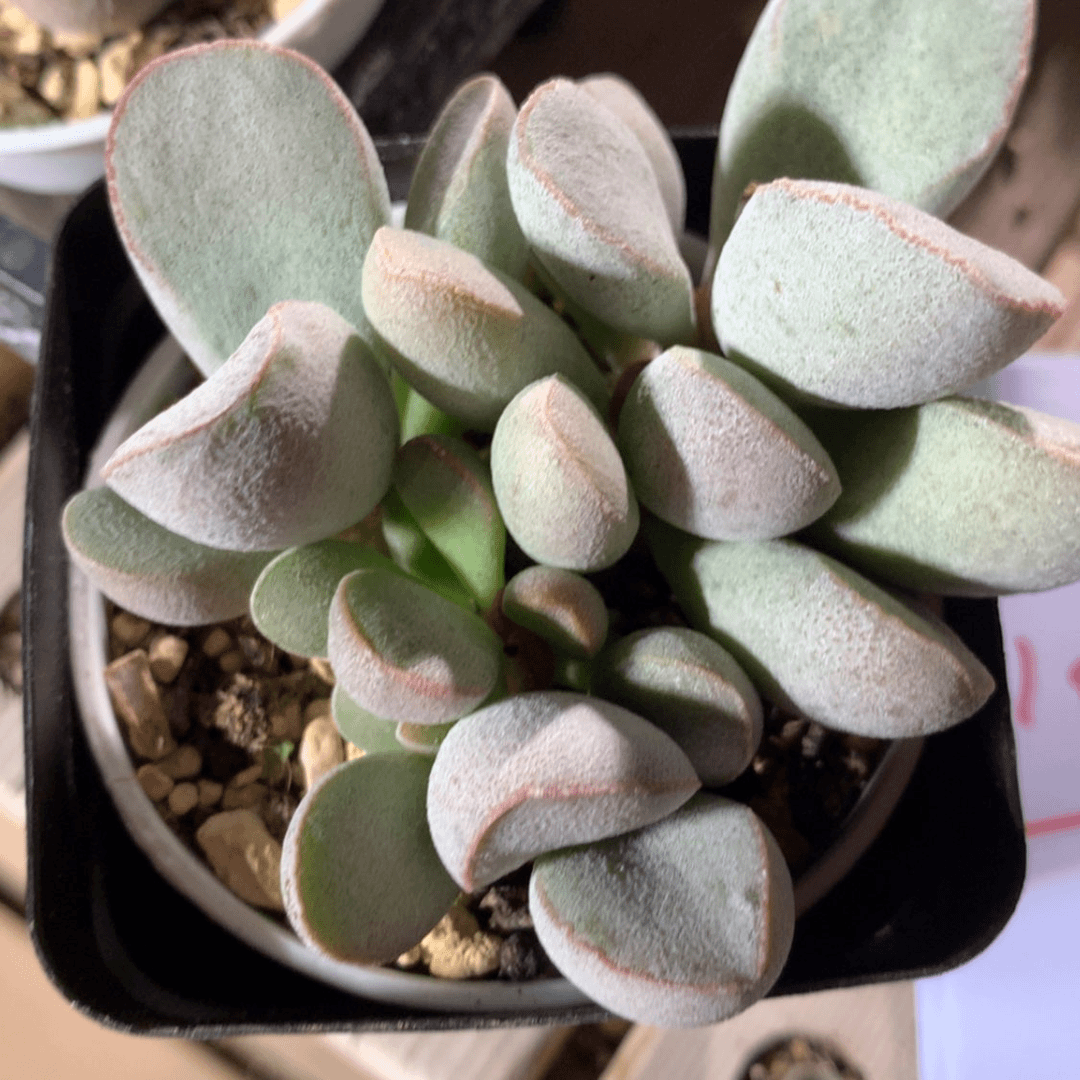 【闪购商品】10187一颗