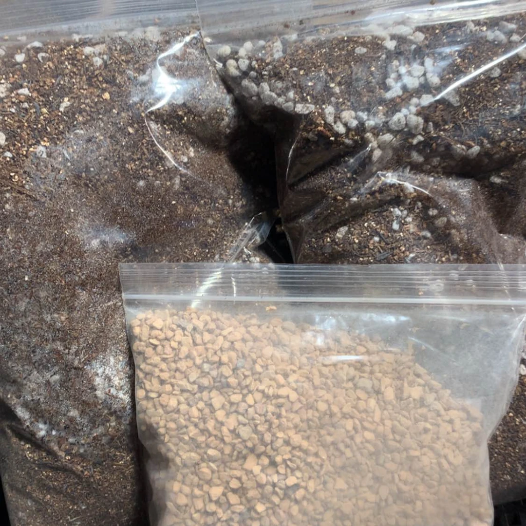 【闪购商品】肉锥土组合包邮