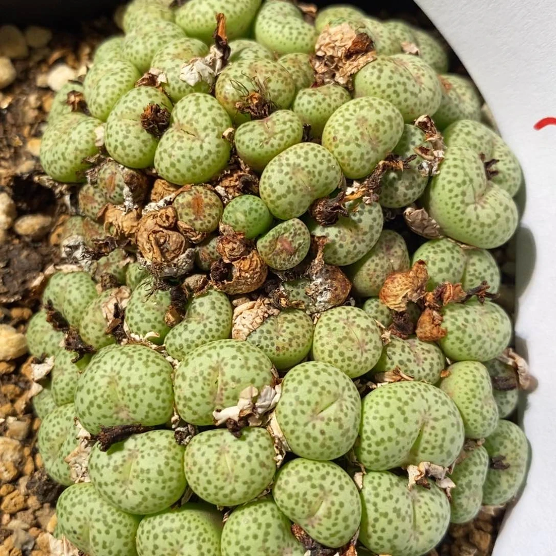 2156超大麻脸粉嘴饼。