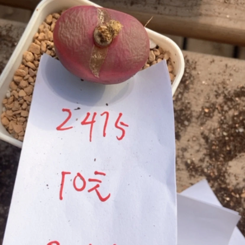 【闪购商品】2415毛汉尼