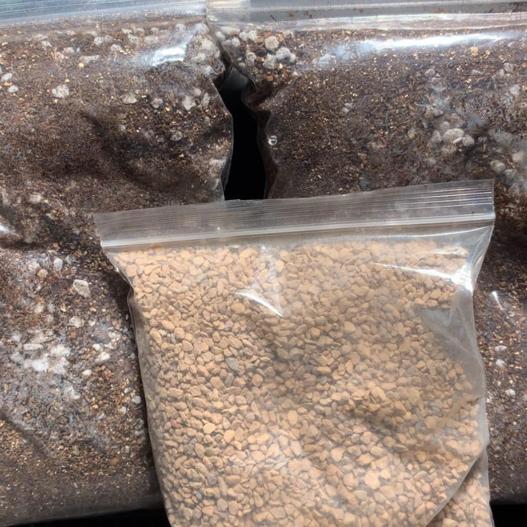 【闪购商品】肉锥土组合包邮