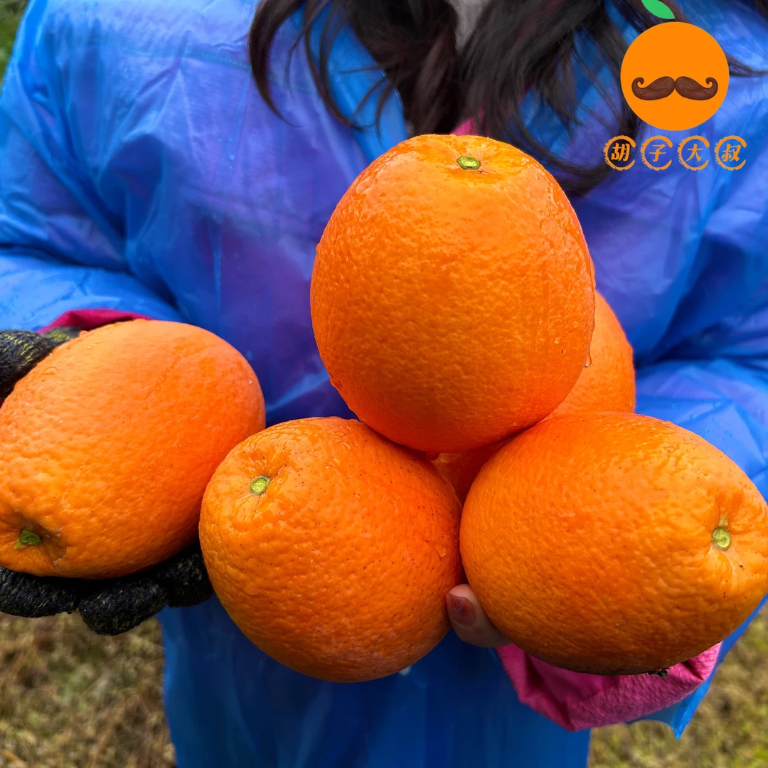 正宗秭归脐橙产地直销现摘现发阳光香甜(新疆乀西藏不发货)