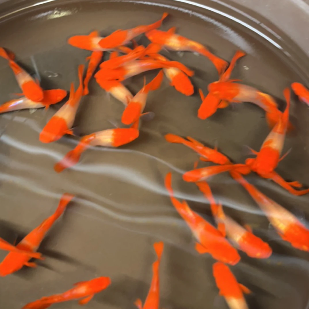 鸿运当头小号种鱼孔雀鱼观赏鱼（入缸后不包损）