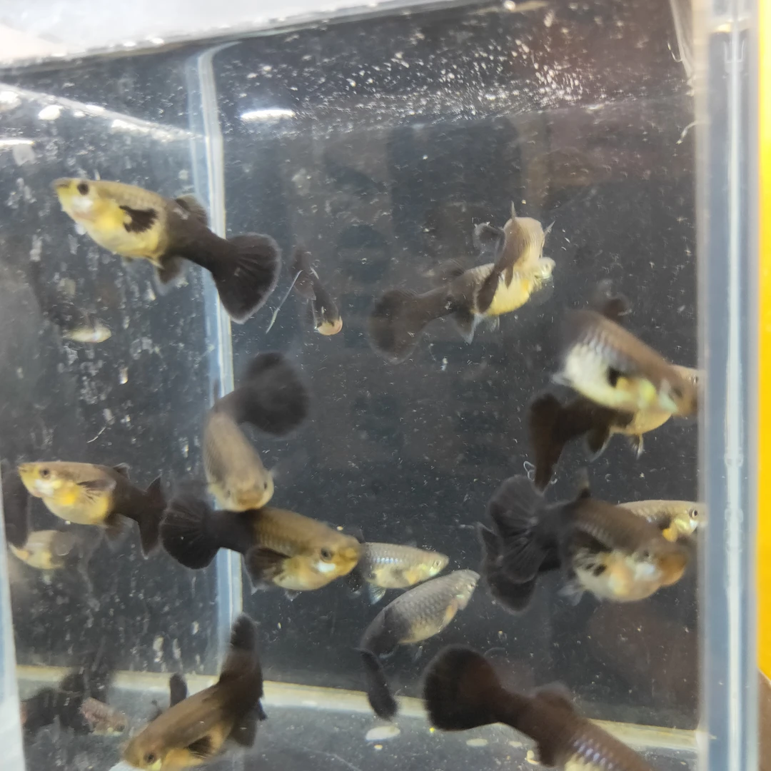 黑玫瑰孔雀鱼种鱼（入缸后不包损）