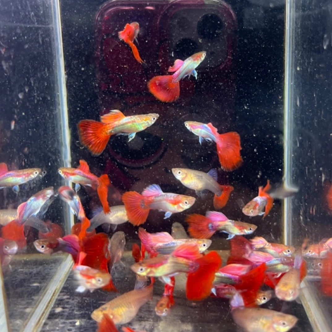 巴西小红扇孔雀鱼亚成体公母搭对发货