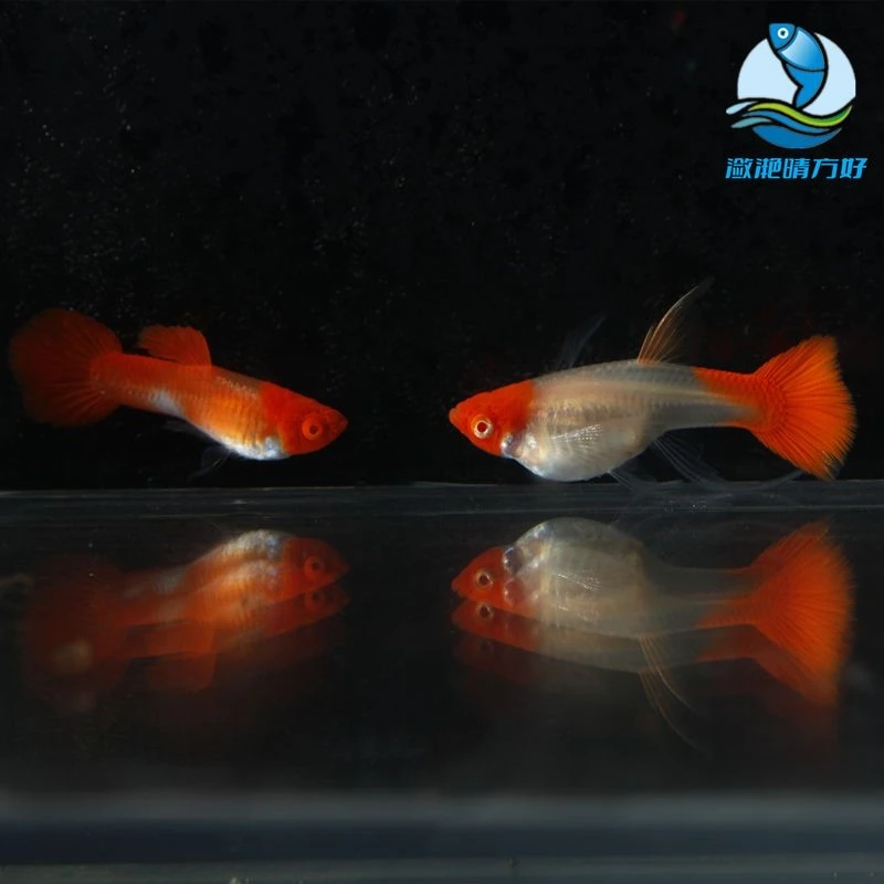 红头缎带种鱼（入缸后不包损)