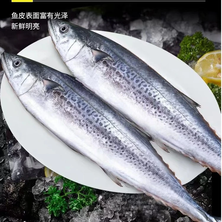 威海深海冷水野生鲜冻鲅鱼包邮5斤