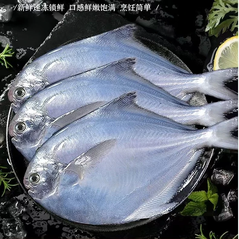 单只5两以上渤海湾野生冷水银鲳鱼肉质鲜嫩新鲜速冻3.8-4斤包邮