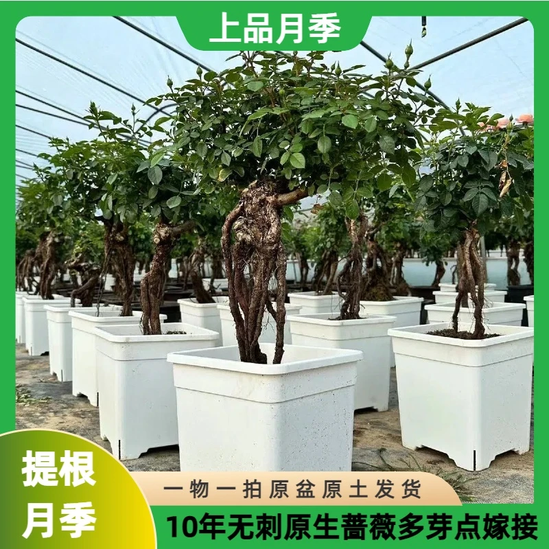 【一物一拍】提根月季无刺蔷薇多芽点嫁接阳台庭院花卉高端大型盆栽