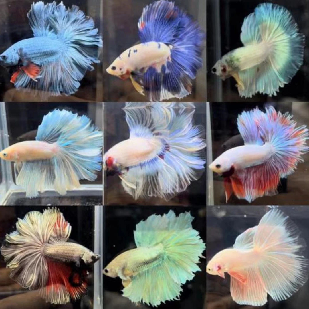 301-400号星星斗鱼馆泰国斗鱼小型观赏鱼直播专属链接